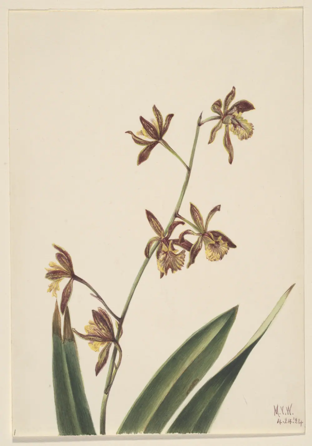 Untitled (Flower Study) — Mary Vaux Walcott