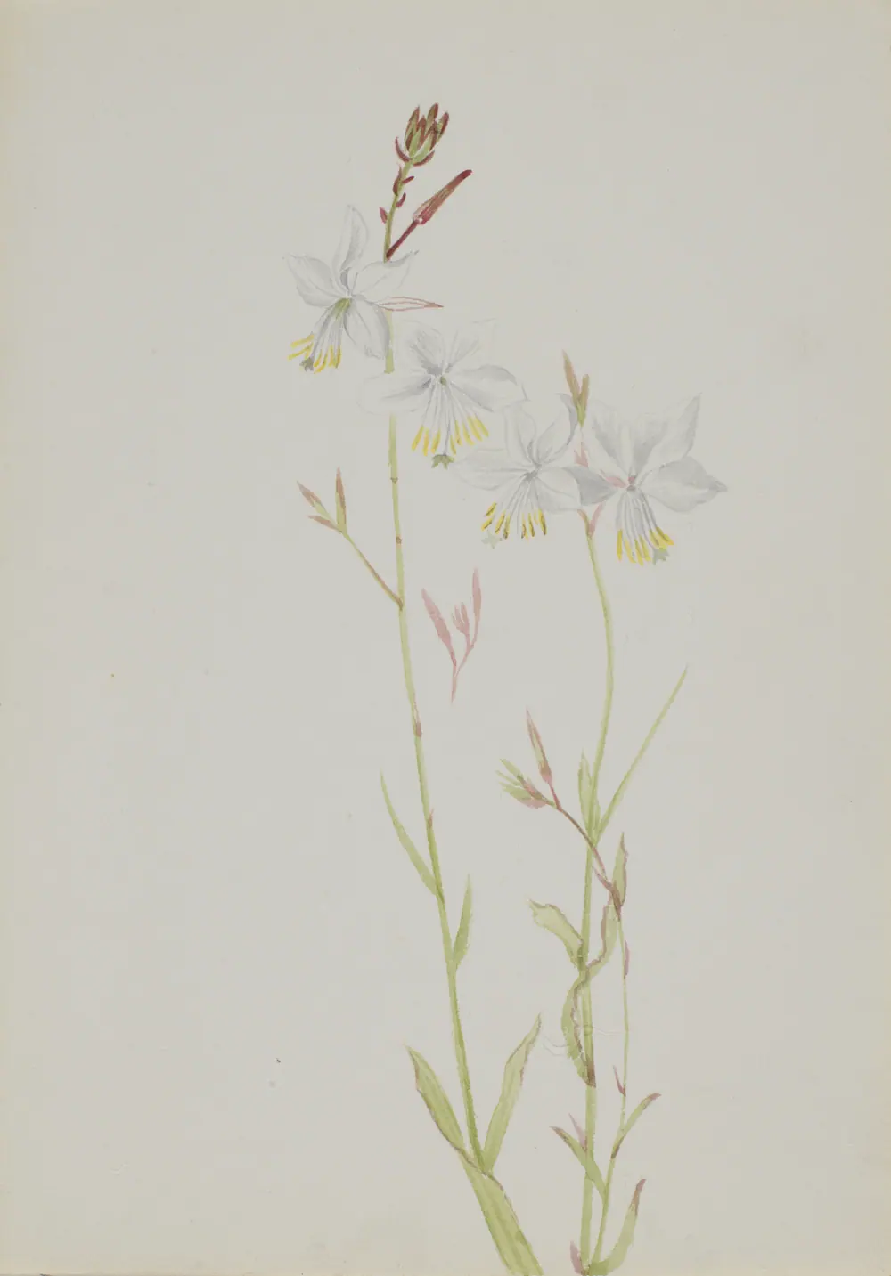 (Untitled--Flower Study) — Mary Vaux Walcott