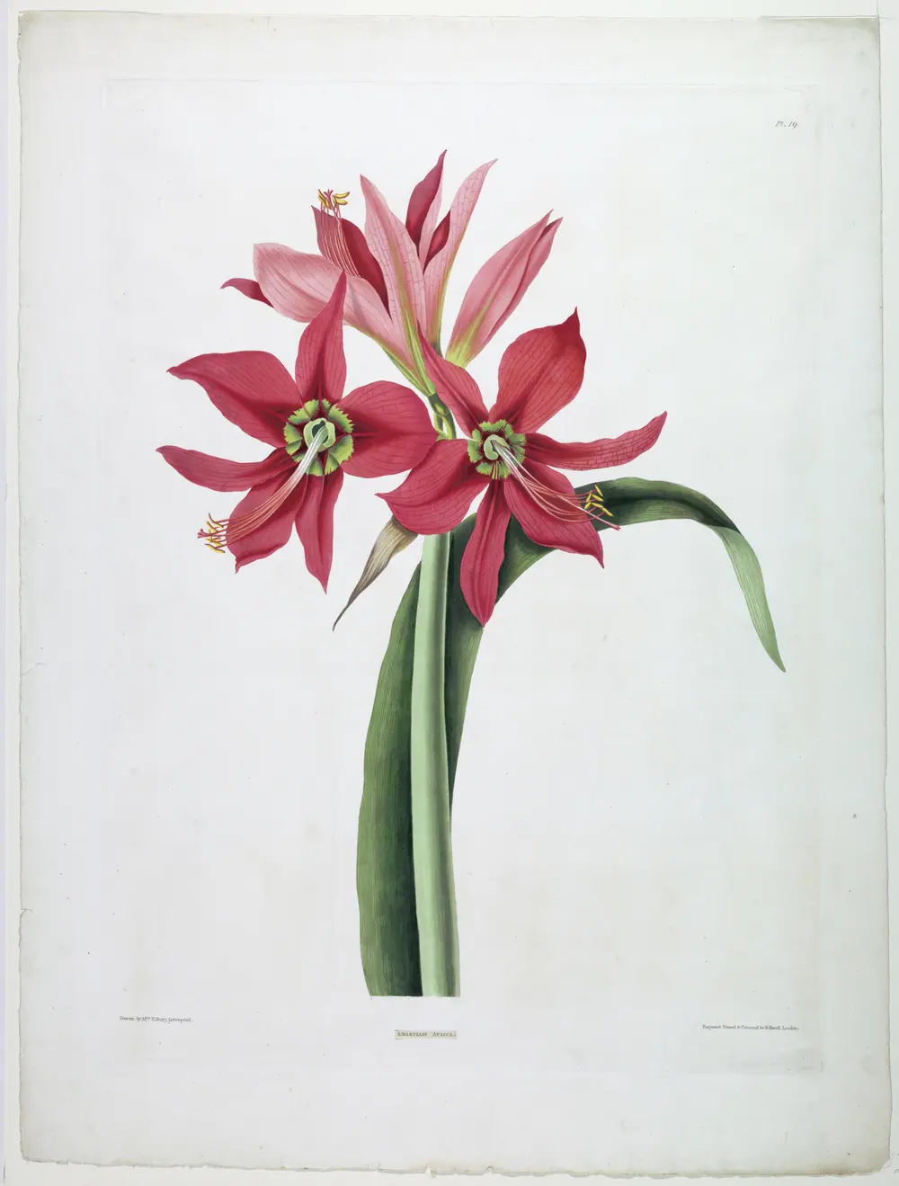 Amaryllis aulica — De Gouy